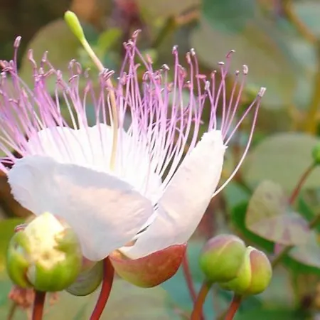 Casa vacanze Casa Eolia _ Residenza Città di Lipari
